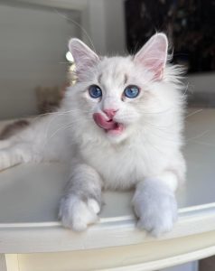 Best Places to Buy Siberian Kittens