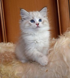Siberian Kittens For Sale