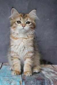 Siberian Kitten Adoption
