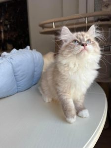 Buying Siberian Kittens Online