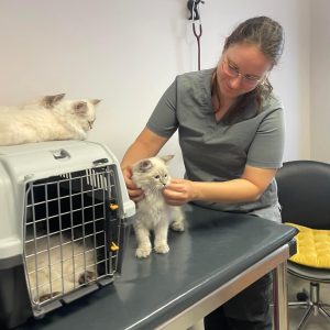 Siberian Kitten for Sale