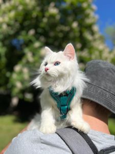 How Long Do Siberian Kittens Grow 