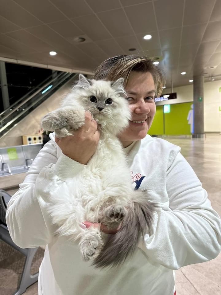 How much should a siberian kitten cost