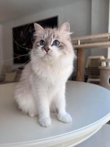Kia Siberian Kitten for Sale Near Me