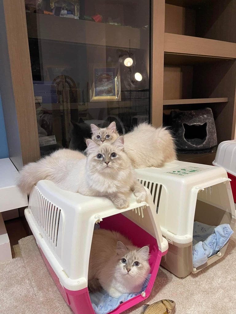 Siberian Hypoallergenic