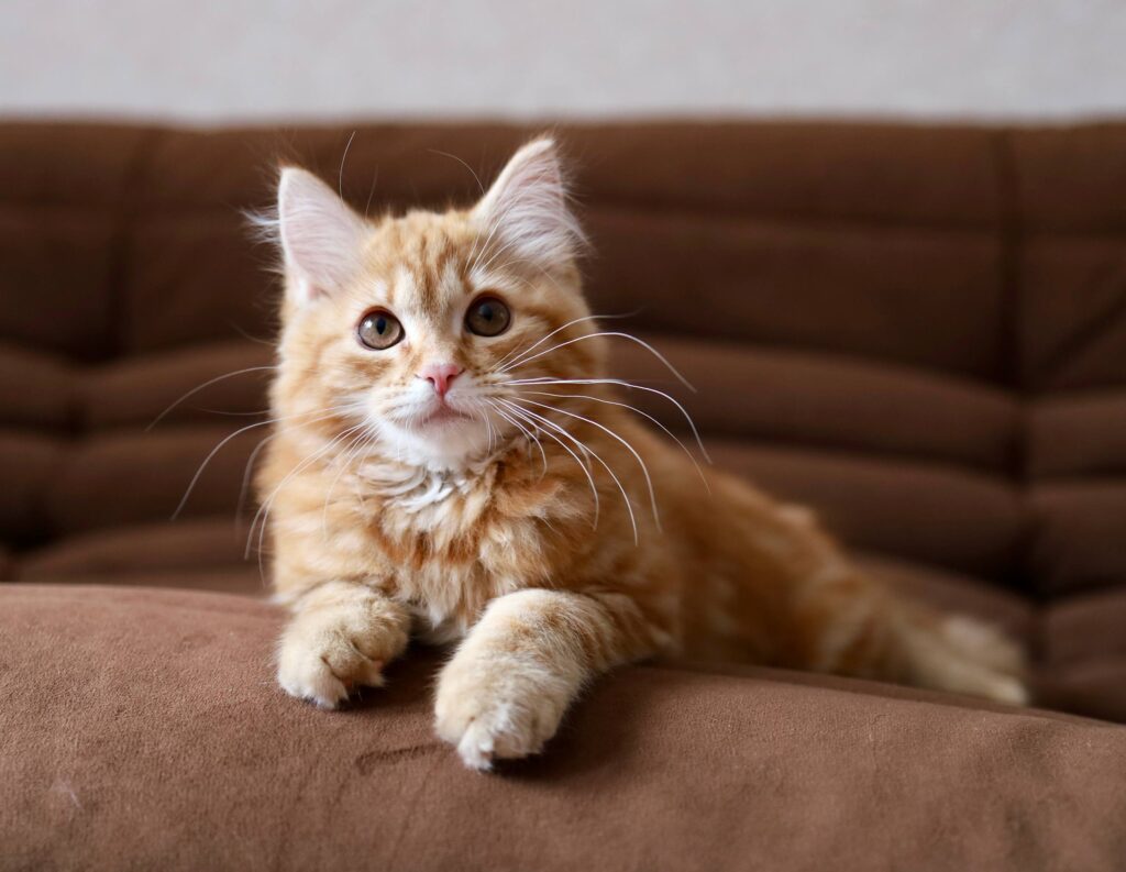 Siberian Kittens For Sale