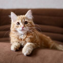Siberian Kittens For Sale