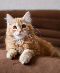 Siberian Kittens For Sale