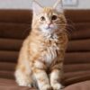 Siberian Kittens For Sale