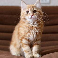 Siberian Kittens For Sale
