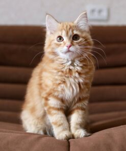 Siberian Kittens For Sale