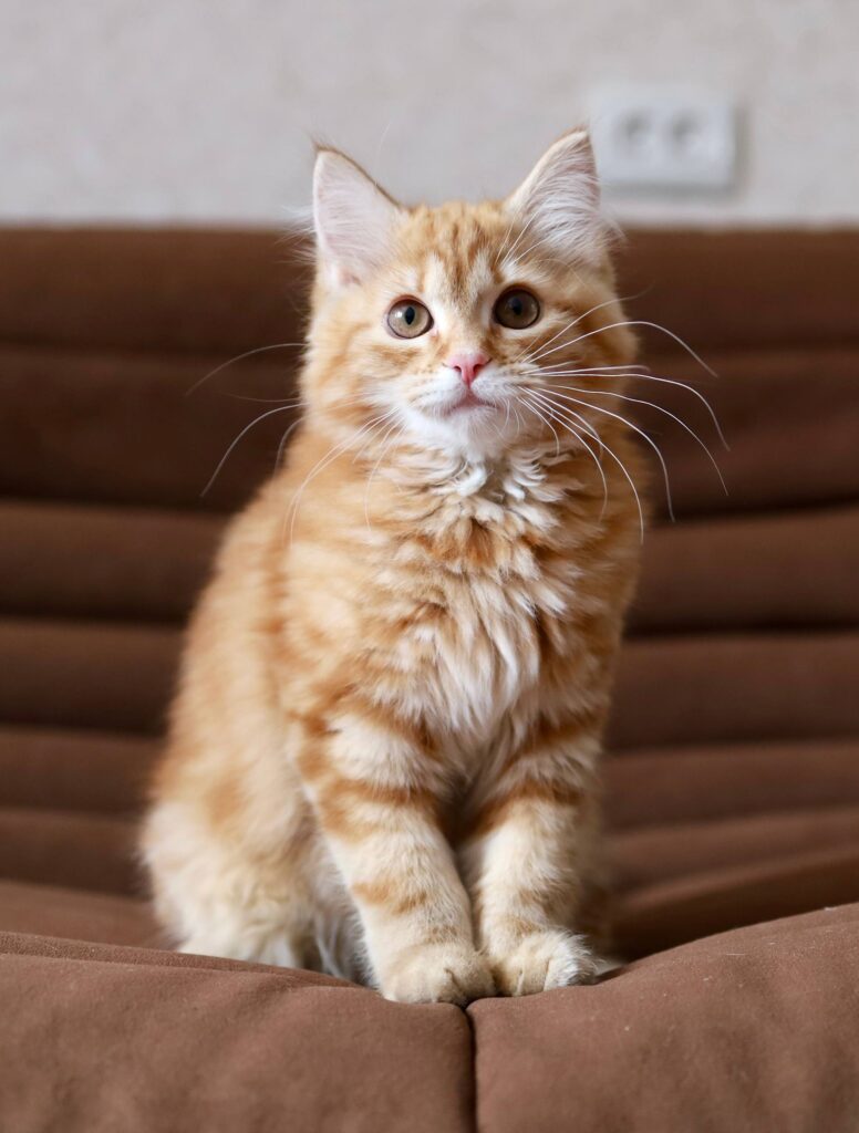 Siberian Kittens For Sale