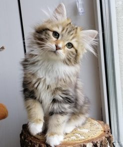 How to Find a Siberian Kitten