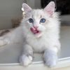 Best Places to Buy Siberian Kittens