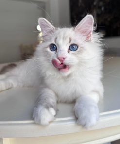 Best Places to Buy Siberian Kittens