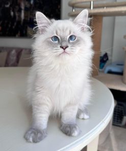 Siberian Kitten for Sale