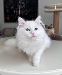 Places Buy Siberian kittens 