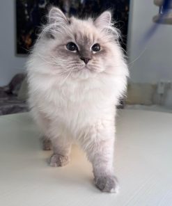 Gray Siberian Kittens