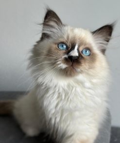 Siberian Kitten for Sale