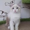 reputable siberian breeders