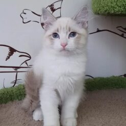 reputable siberian breeders