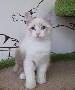 reputable siberian breeders