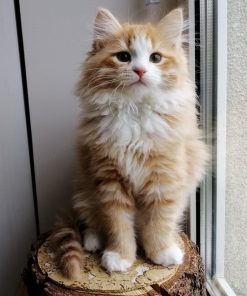 reputable Siberian breeders