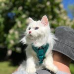 How Long Do Siberian Kittens Grow 