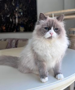 Siberian Kitten for Sale