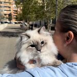 Siberian Kitten for Sale