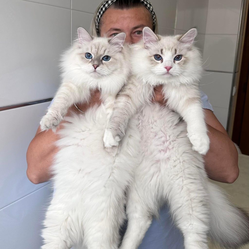 Siberian Cat Size