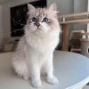 Kia the Siberian Kitten for Sale Near Me