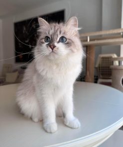 Kia the Siberian Kitten for Sale Near Me