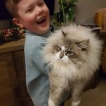 Siberian Cat Lifespan