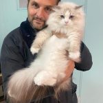 Siberian Kitten for Sale