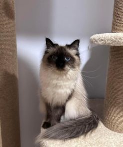 Best Siberian Kitten Breeders